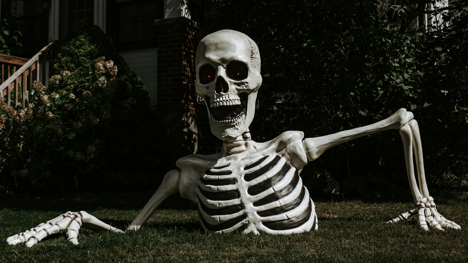 Keep Your Pets Safe and Your Home Clean on Halloween Night